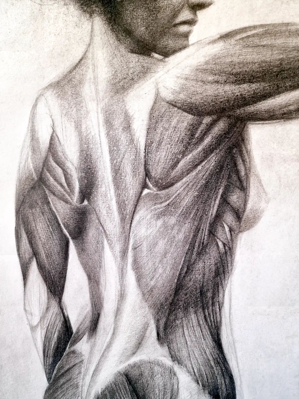 Estudio Anatomia main view